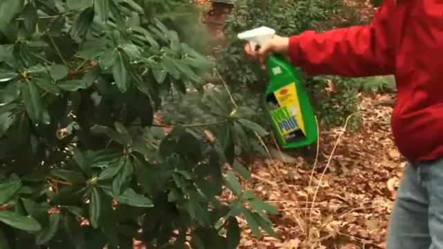 Protecting Broadleaf Evergreens in Winter смотреть онлайн