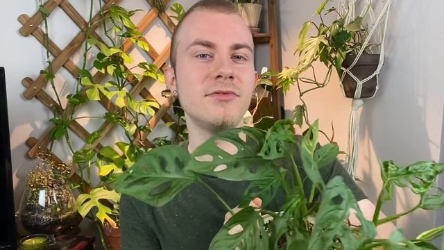 How To Care For Monstera adansonii | Plant Of The Week Ep. 10 смотреть онлайн