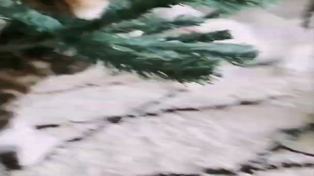 ШОК??? ЭТИ КОШКИ ВЫТВОРЯЮТ ТАКОЕ!!! РЕДКИЕ И ДОРОГИЕ КАДРЫ СМЕШНАЯ ПОДБОРКА КОТОВ Tik Tok #rutube