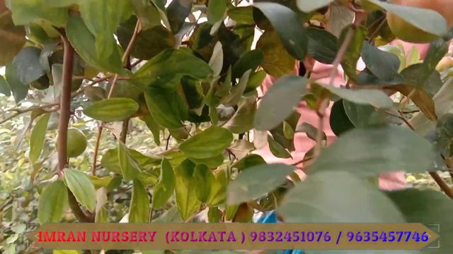 Apple ber plant | Imran Nursery | Kolkata смотреть онлайн
