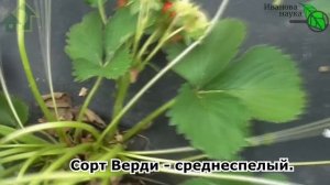 ЭТИ СОРТА ЗАТМЯТ ВСЕХ! Современные сорта земляники садовой / клубники / земклуники. Обзор 10 сортов