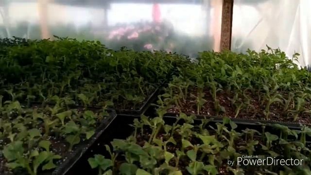 Как вырастить 20 000 петунии