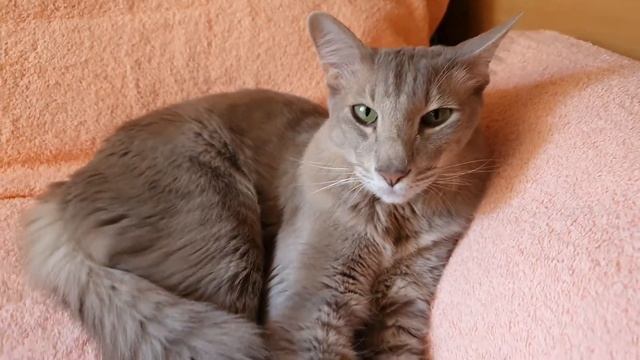 Было - стало. Галтовка аметиста, цитрина и дымчатого кварца. Что получилось в итоге. смотреть онлайн