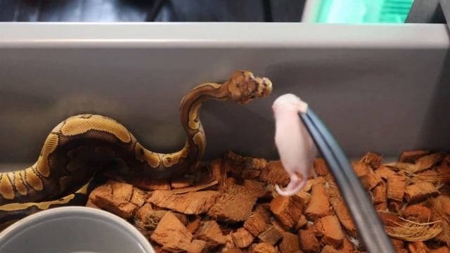 Ball Python CARE - How We Feed Frozen Thawed ?? #snakevideo #ballpython смотреть онлайн