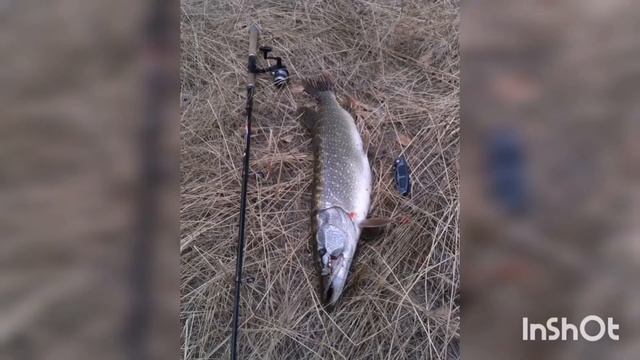 Как найти и поймать щуку весной. Где ловится зубастая весной