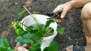 Смородина.Размножение гибрида смородины йошта черенками.