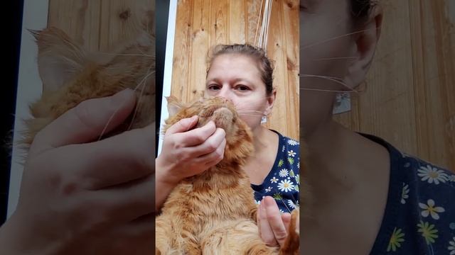 Мейн кун. Кот Джокер. Любимка. смотреть онлайн