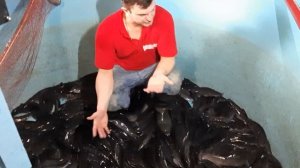 Сому 4 месяца | Результаты выращивания | Клариевый сом