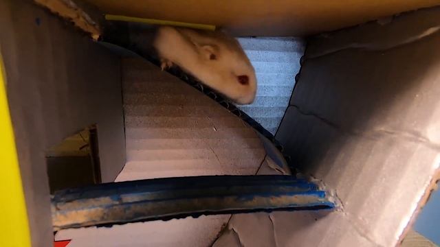 ?BIG JAWS HAMSTER MAZE with TRAPS ?[Obstacle Course]? + BONUS | Awesome Hamster Escape смотреть онлайн