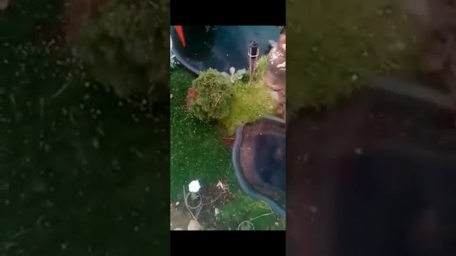 ирландский мох мшанка смотреть онлайн