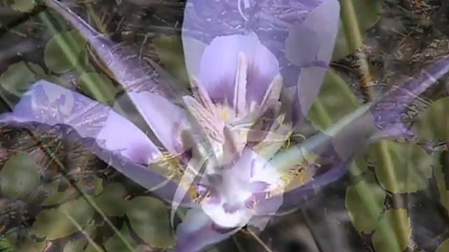 Sagebrush Mariposa Lily (Calochortus Macrocarpus)