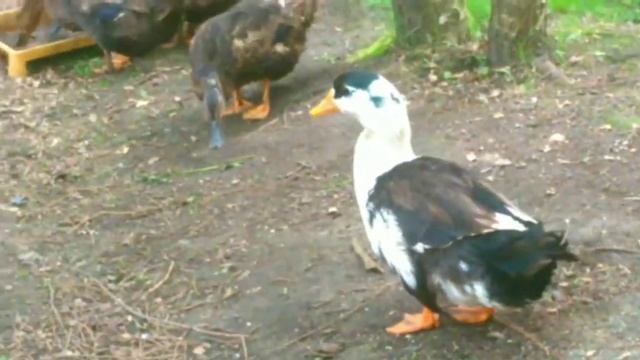 Гуляем с утками и ищем яйца