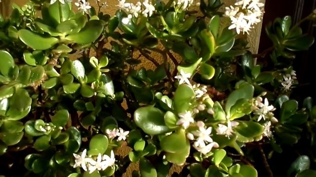 How to get your Jade plant / Money plant to flower (Crassula ovata ) смотреть онлайн