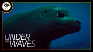 Подводные жители ➤ Under The Waves #2