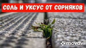 СОЛЬ и УКСУС от сорняков!!!