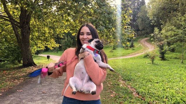 Мопс Лили счастливая как собака смотреть онлайн