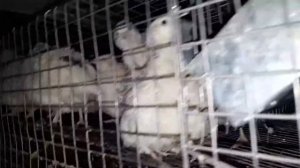 перепела техасские первое яйцо в 42 дня ура, первый выводок начинает нестись