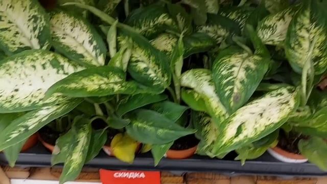 Цветочные новинки в Ашане???! смотреть онлайн