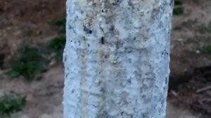 Крутится листе на персике что делать