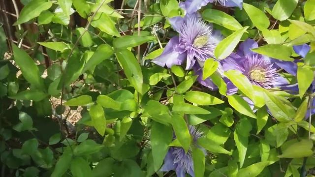 Обзор ранним летом разные сорта клематисов второй группы обрезки с названием. смотреть онлайн