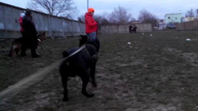 Тренування. Охорона. Чернівці смотреть онлайн