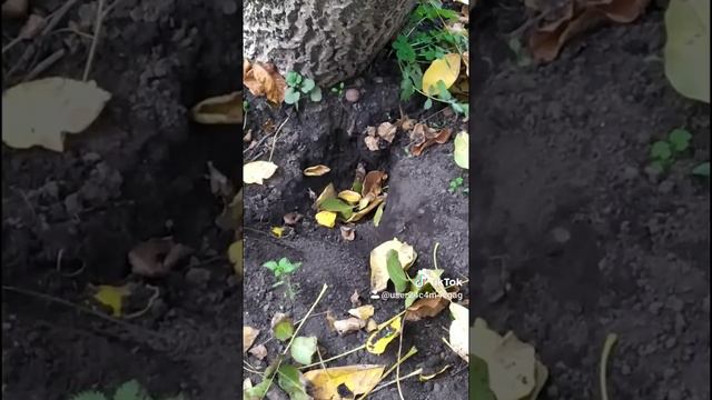 3 видео с тик тока. смотреть онлайн