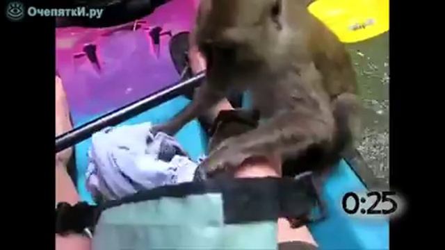 Обезьяны воришки смотреть онлайн