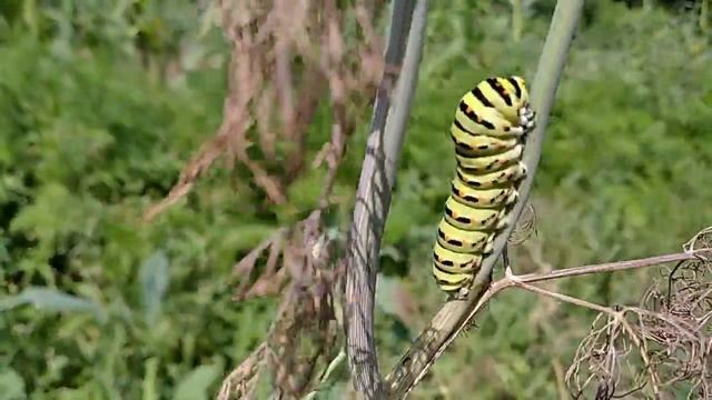Caterpillar Of Swallowtail. Гусеница махаона.