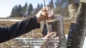 Что можно привить на сливу