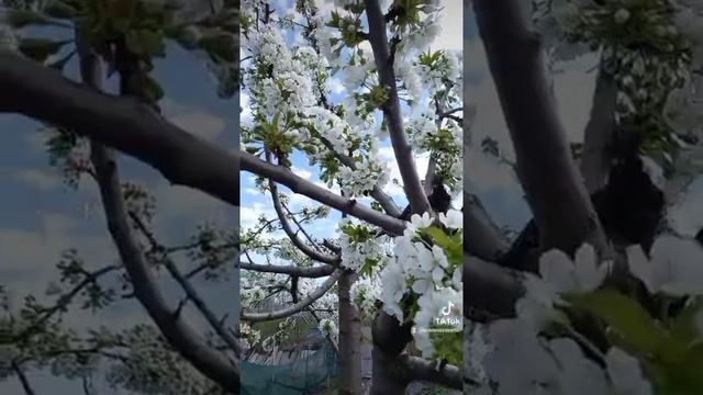 Черешня "Валерий Чкалов".Весна ,апрель 2022 г. смотреть онлайн