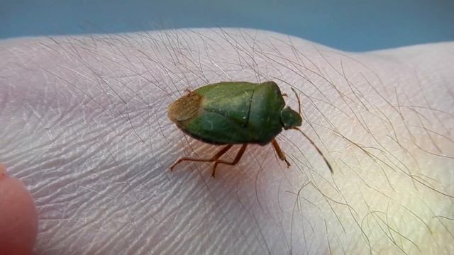 Клоп Щитник Зеленый Древесный Palomena prasina смотреть онлайн