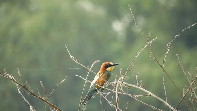 Золотистая щурка на Кубани смотреть онлайн