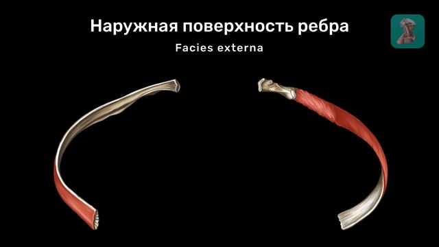 Типичное строение ребер смотреть онлайн