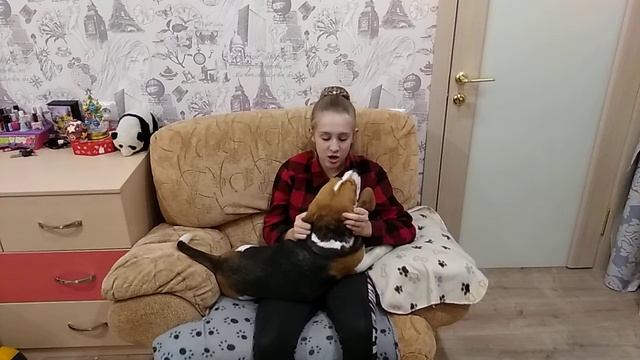 Всё о Биглях смотреть онлайн