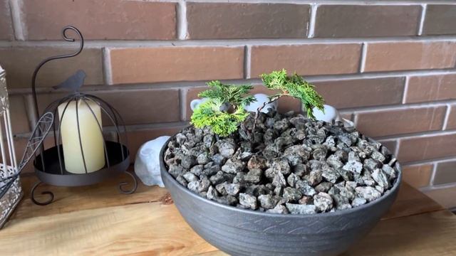 БОНСАЙ ИЗ КИПАРИСОВИКА ТУПОГО “GOLDEN CERAMIC” (6) смотреть онлайн