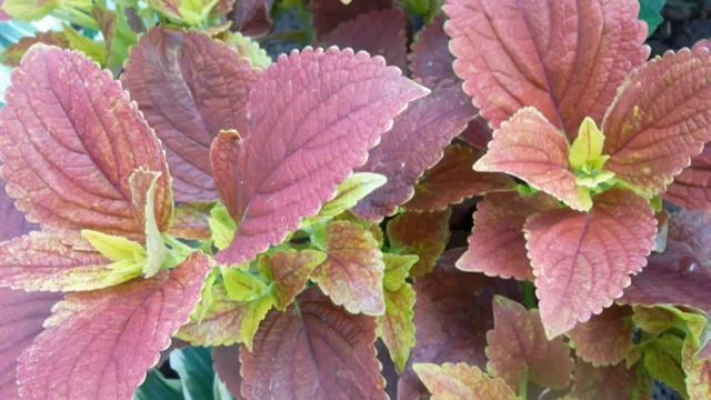 Хочешь красный колеус   выбирай