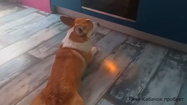 Ричи-Кабачок пробует. Выпуск #3. Делаем лакомства для собак своими руками. Мясные печенья. смотреть онлайн