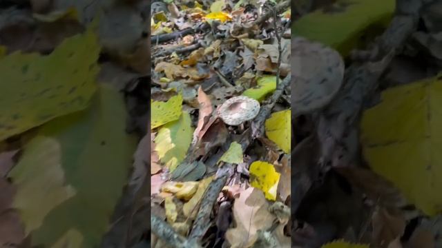 Грибы Зонтики смотреть онлайн