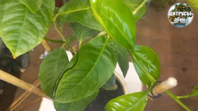 Жировые побеги (волчки) на цитрусах. Что с ними делать смотреть онлайн