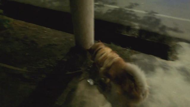 Первый раз выгуливаем собаку - Ташкент смотреть онлайн