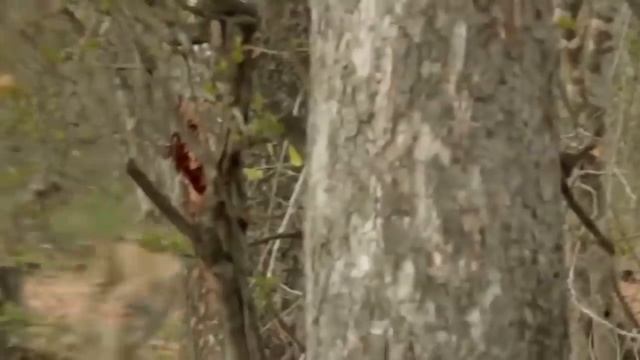 Python Swallowing Leopard Cubs While Mother Leopard Hunting Baby Gorilla, Power of Mother Animals смотреть онлайн