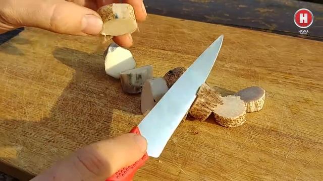 Почему синеют грибы смотреть онлайн