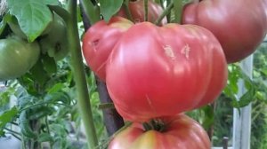 Томат "Малиновый гигант"