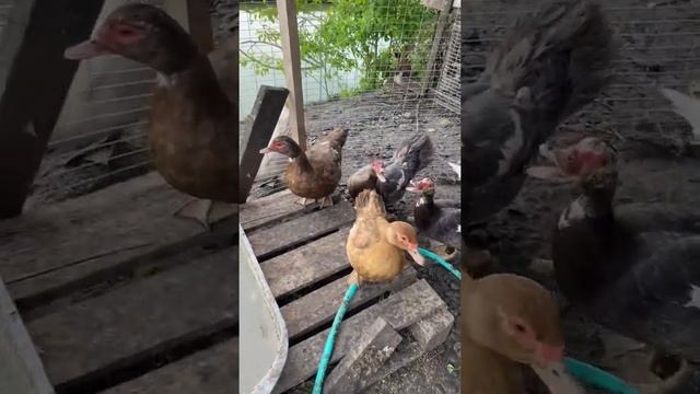 Индоутки «Красный бык» пополнение #индоутки #мускуснаяутка #мускусныеутки смотреть онлайн