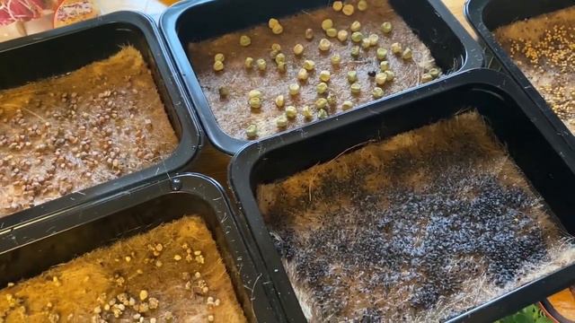 Сею микрозелень. Показываю результаты через 3 дня и через неделю смотреть онлайн
