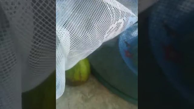 Нашёл кузнечика на улице смотреть онлайн