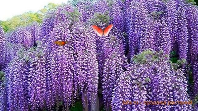 Глициния китайская Пролифик (wisteria sinsensis) ? обзор: как сажать, саженцы глицинии Пролифик смотреть онлайн