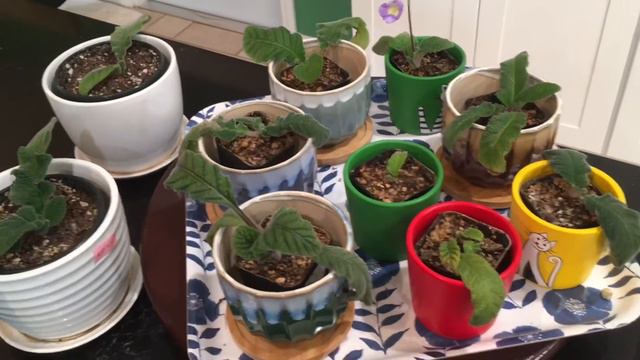 Streptocarpus Introduced Aka Cape Primrose