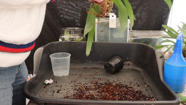 Repotting Zygopetalum crinitum смотреть онлайн