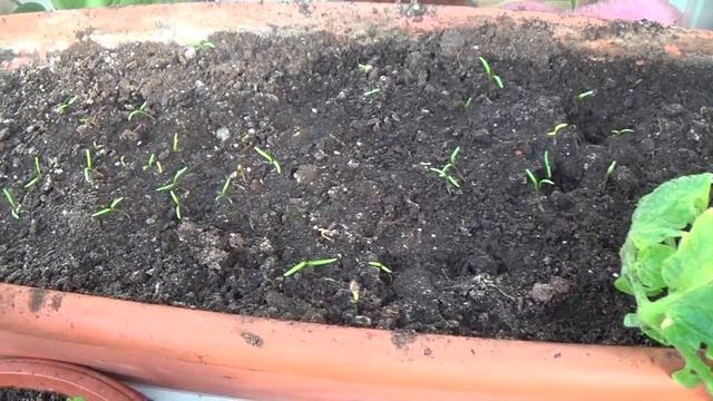 Помидоры оконные поспевают. Огород на окошке. смотреть онлайн